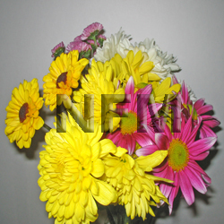 chrysanthemum CDN assorted flowers